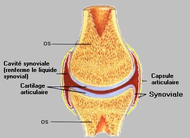 tendinites et arthrose